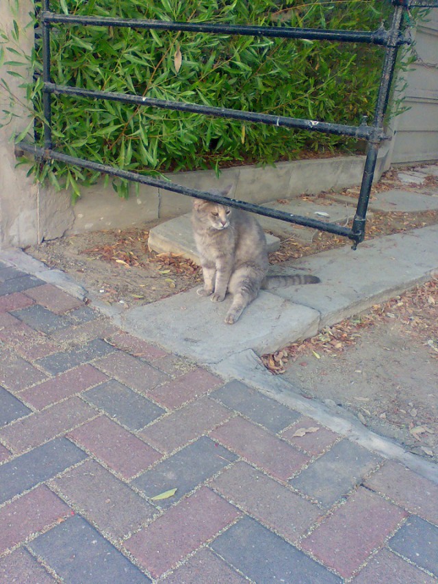 История найденного котэ