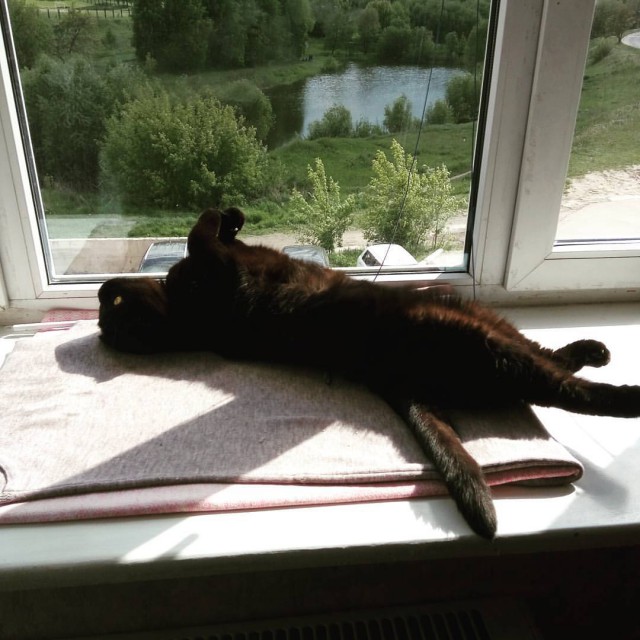 Кото-вторник 24 Мая 2016го :)
