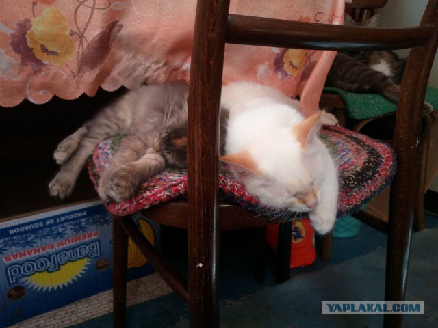 Котовторник. Алиса. Одно из лучших творений природы.