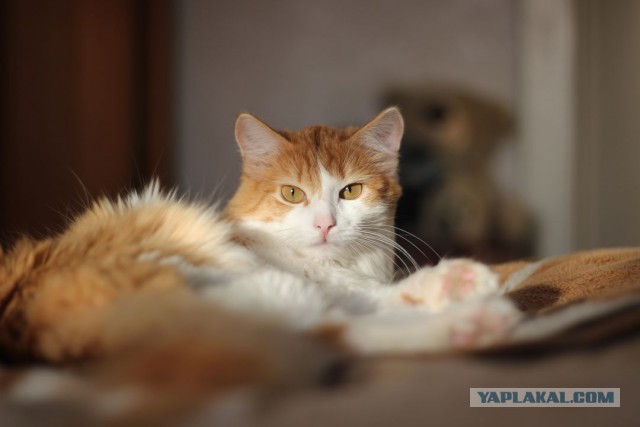 Котовторник 13.12.2016