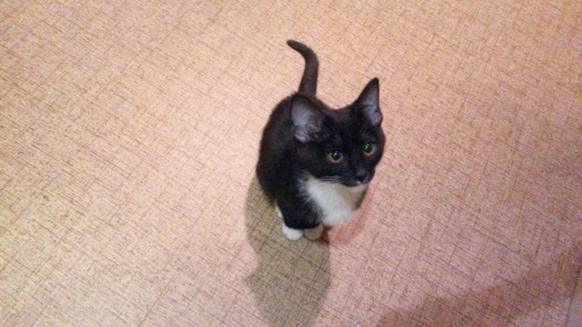 Коты и Кошки