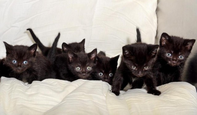 Коты и Кошки