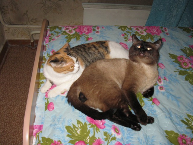 Котовторник 28.11.2017