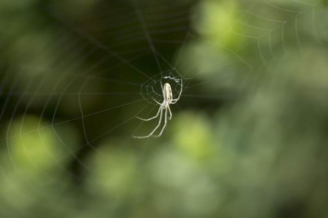 Просто Природа