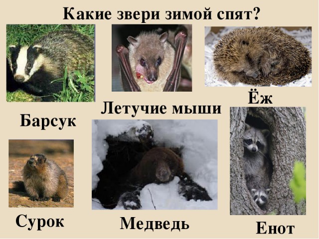 Волк vs барсук. Кто победит?