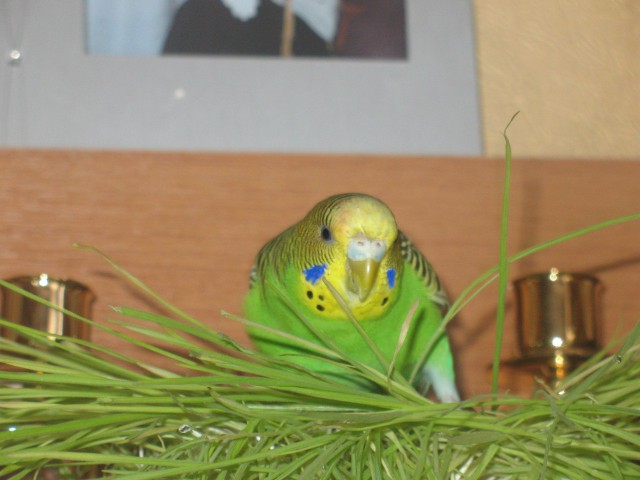 Живность из сети