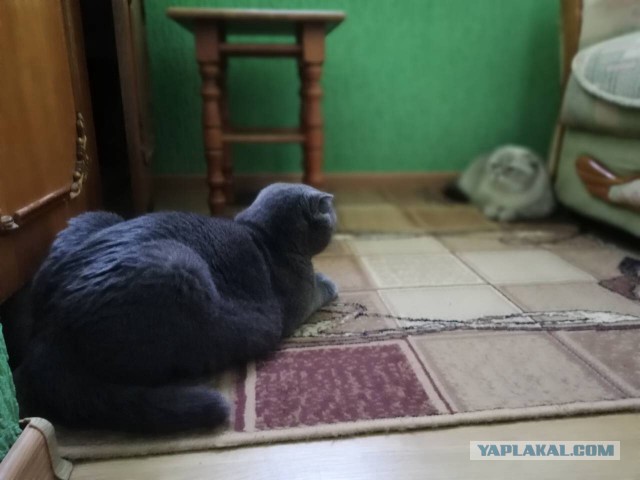 Котовторник