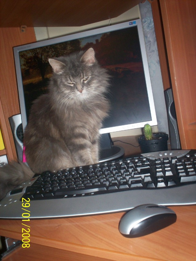 Прикольные коты на среду! ОЧЕНЬ МНОГО! Часть 2