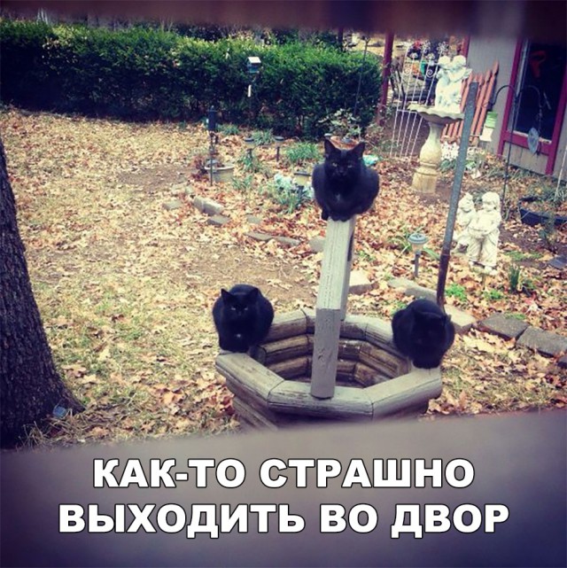 Прикольные картинки абавсём