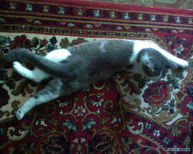 Котовторник на 03.02.2009