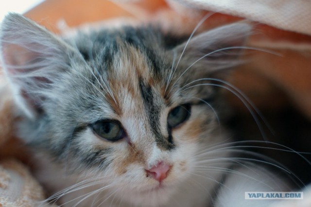 Последний Котовторник... октября :)