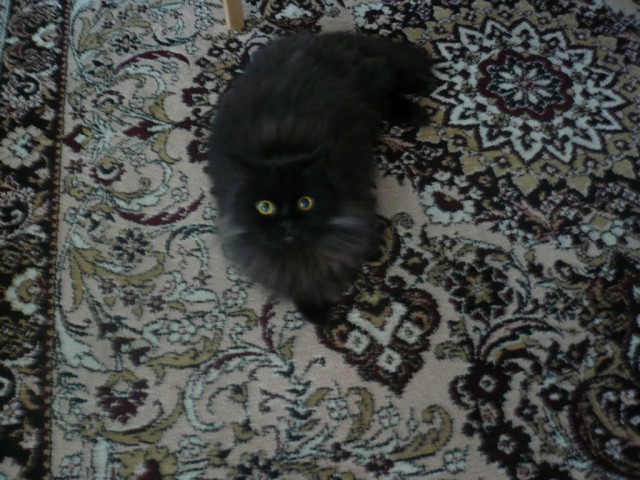 Котовторник 1.02.2011