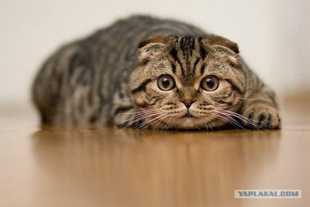 Котовторник в "КотоГетто"