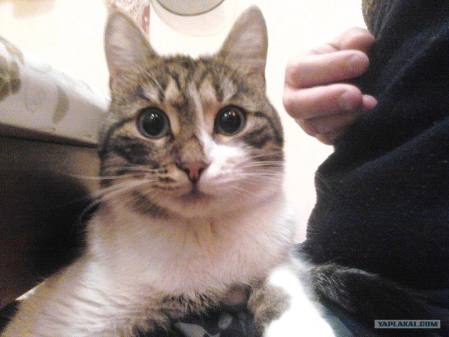Котовторник 1.11.11