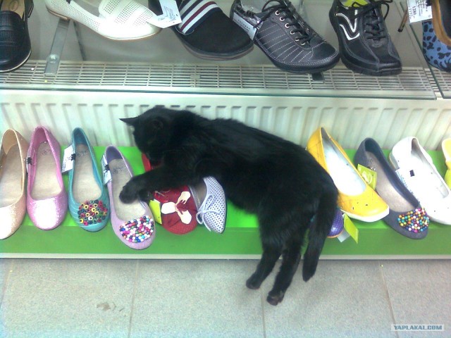 Котовторник (07.02.2012)