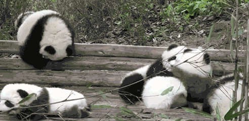 Монохромная мимимишность