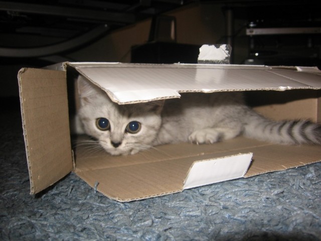 Котовторник 24.04.2012