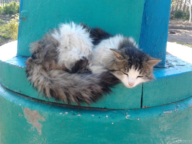Котовторник (15.05.2012)