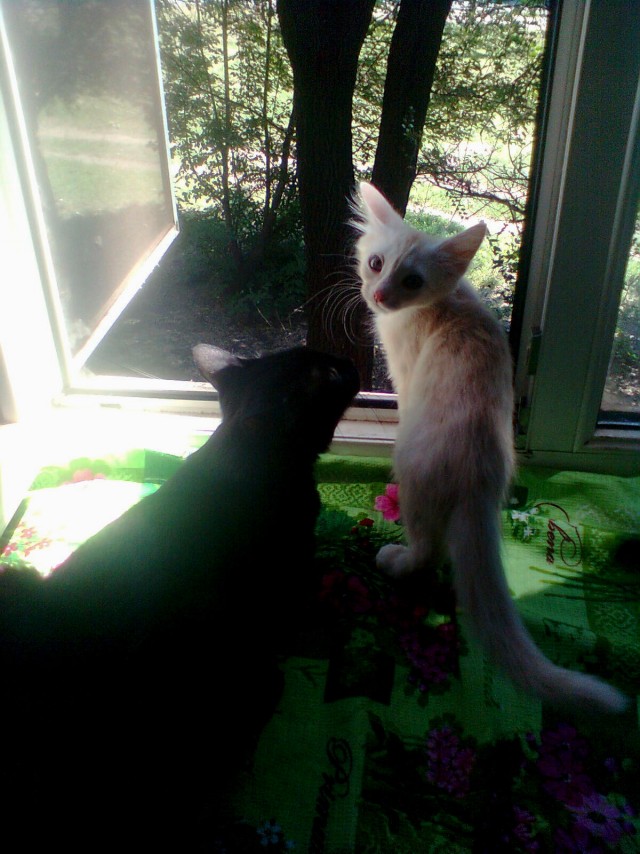 Котовторник  19.06.2012