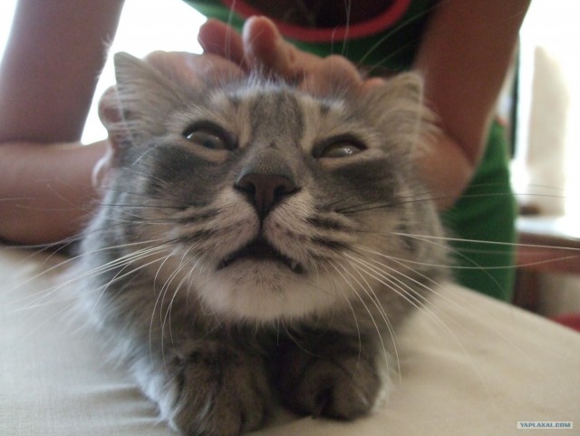 Котовторник 31.07.2012 г.