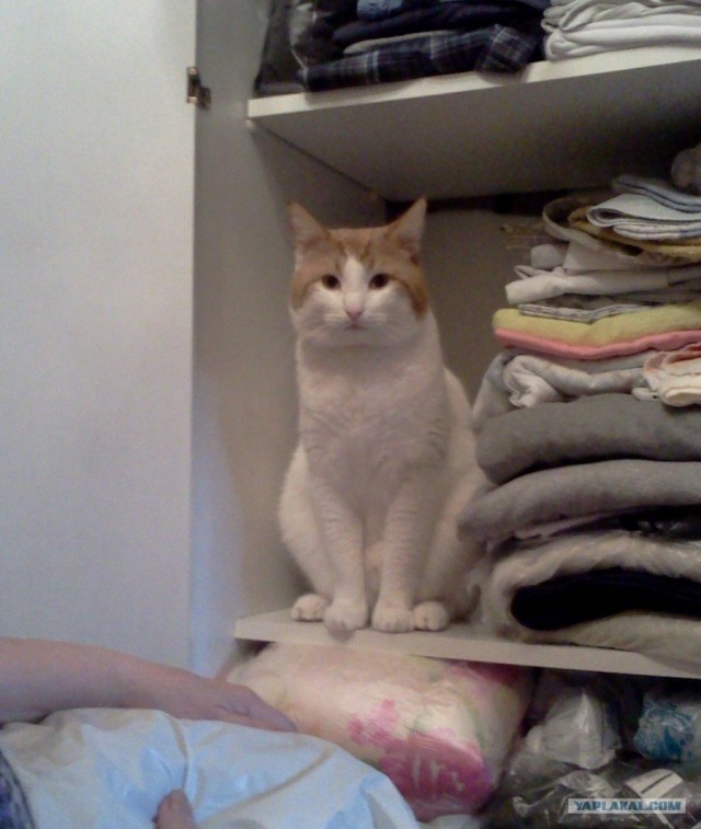 Котовторник ( 23.10. 2012. )