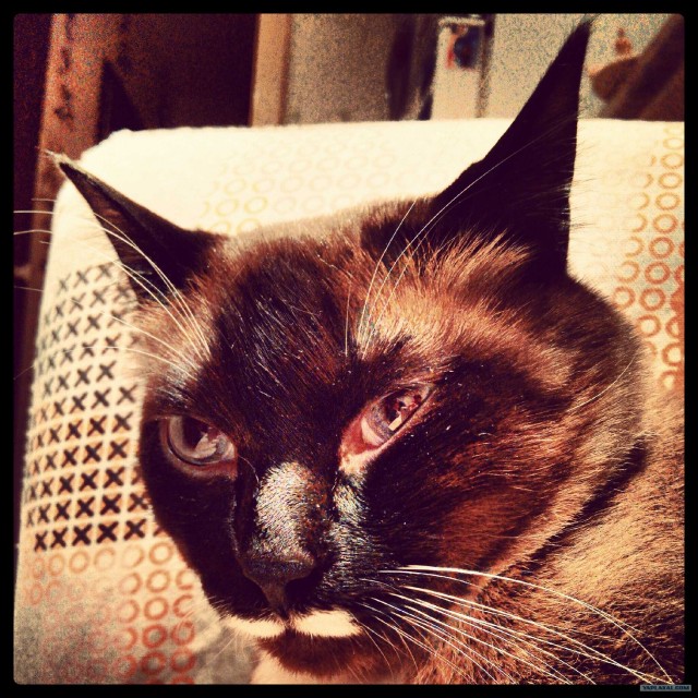 Котовторник 29.01.2013