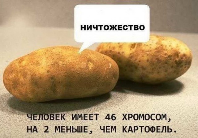 Гуляет Алиса по шахматным клеткам, или шоколадка за нольпятку