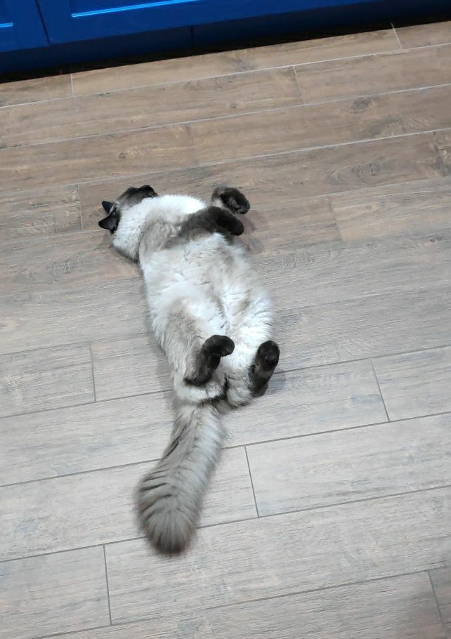 Котовторник