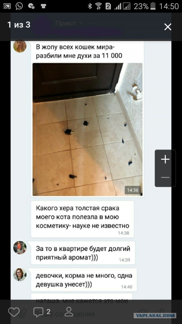 Помогите вернуть кота! Приют "Преданное сердце" украл кота и не отдает!-2