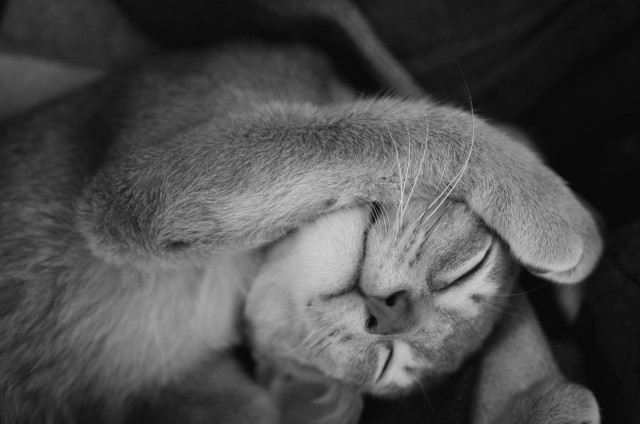Забавные картинки с котами из сети