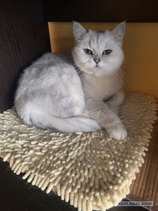 Коты, которые нас порадовали!