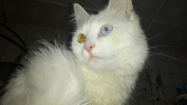 Ну, с котовторником!