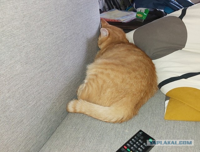 Котовторник?! Коты во вторник!