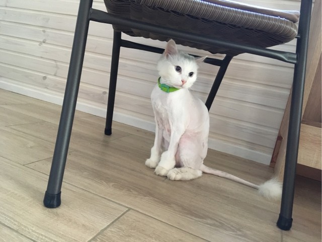 Глухой кот