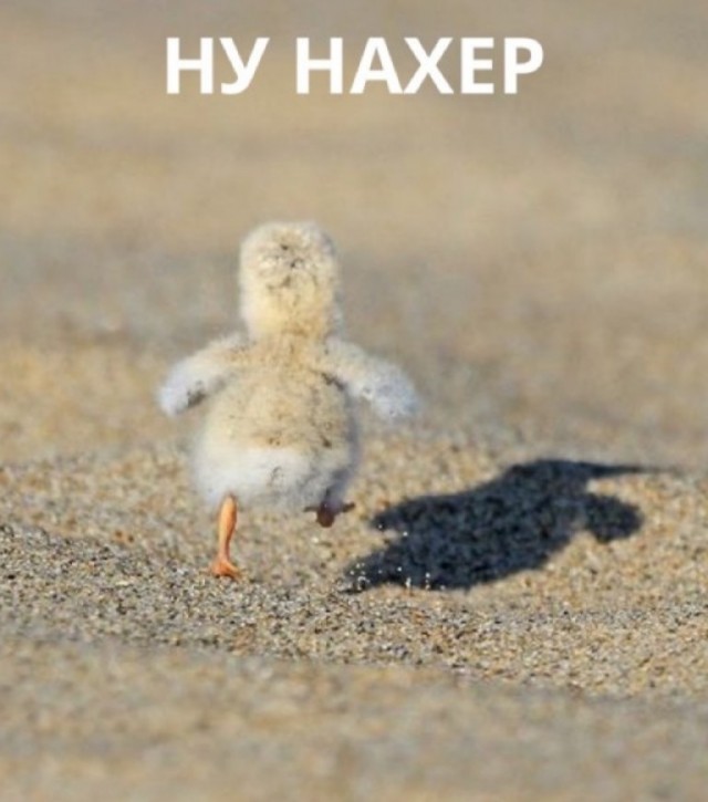 Чем привлекают женщин толстяки?