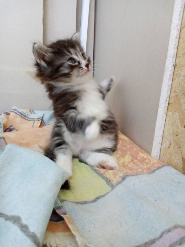 Котовторник же!