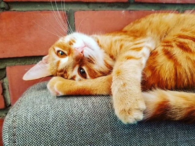 Разные котики