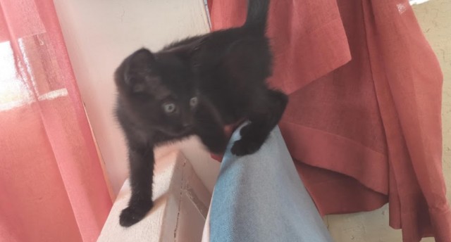 Мой самый первый КОТовторник!