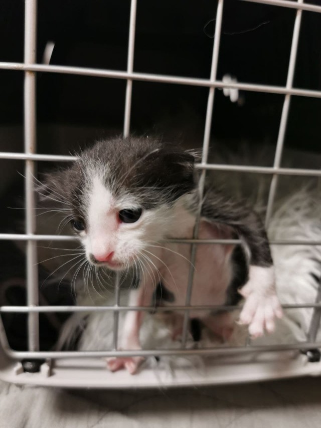 Котовторник же уже наступил?