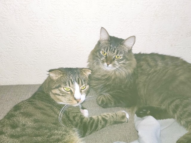 Котовторник 05.10.21 г