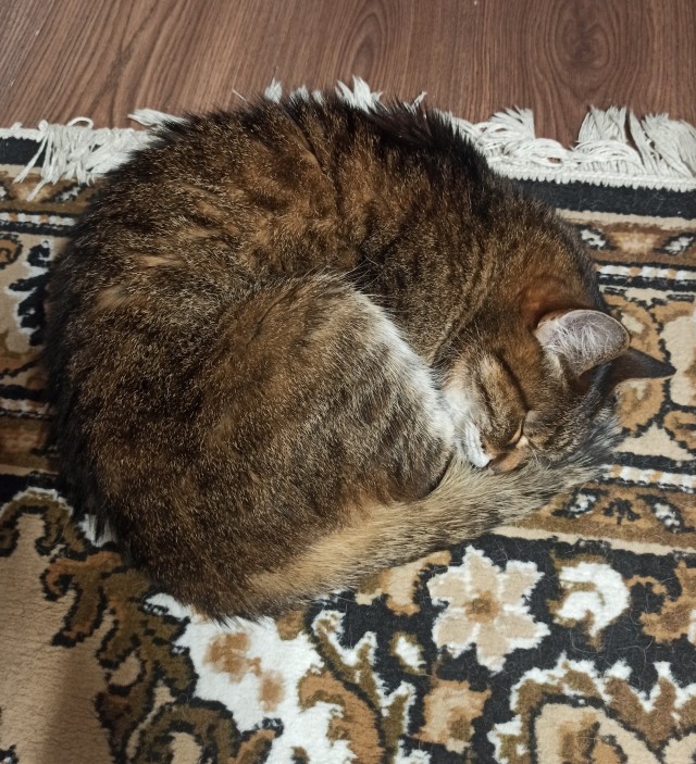 Не буду я ждать котовторника!