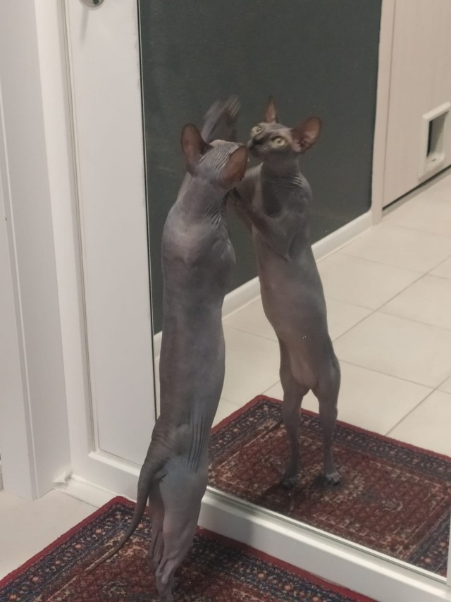 Котовторник от пластилинового рукодела