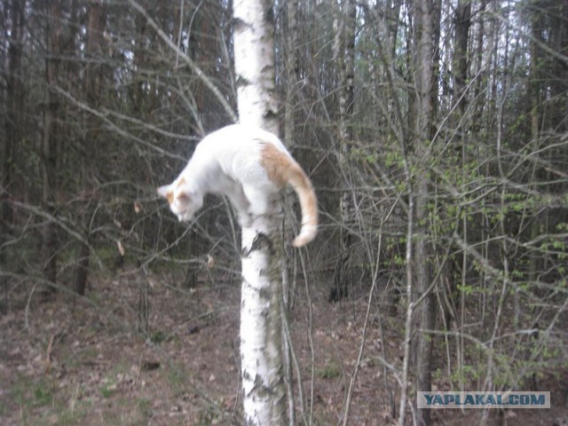 Жизнь домашнего приюта для котеек 392