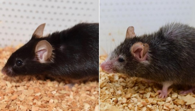 Учёные «перезагрузили» возраст мышей, вернув зрение, и теперь пытаются омолодить весь организм