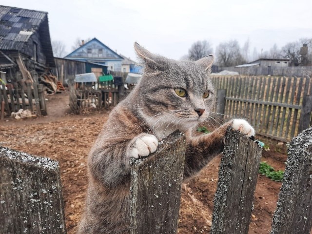 Деревенские, милые, шерстяные