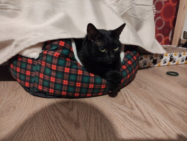 Начну котовторник чуть раньше!