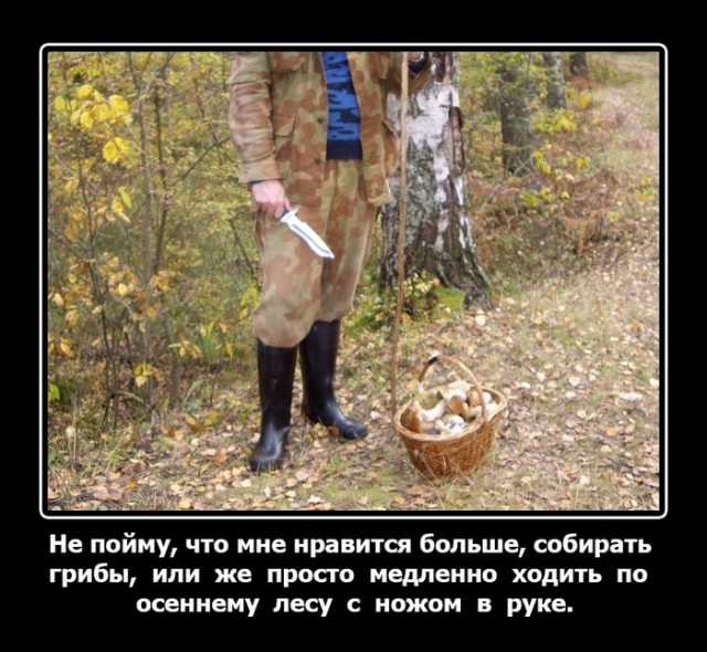 Пенсионер из Приангарья отбился от медведя грибным ножом