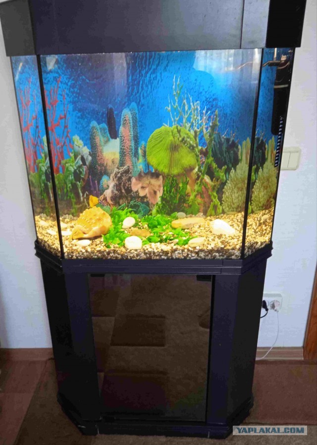 Подарили аквариум