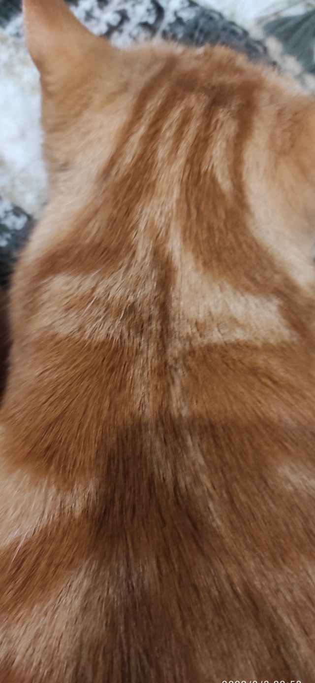 На котовторник