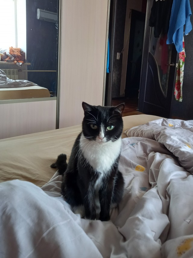 А как вы спите с котиком?